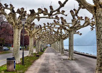  Trees in embankment of town of Vevey and Lake Geneva, canton of Vaud,