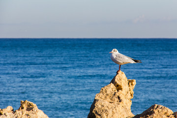 A seagull on a rock with the sea in the background