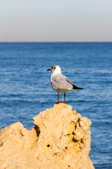 A seagull on a rock with the sea in the background