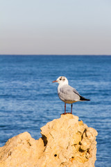 A seagull on a rock with the sea in the background