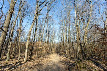 Obraz premium Hiking path in the Borzsony