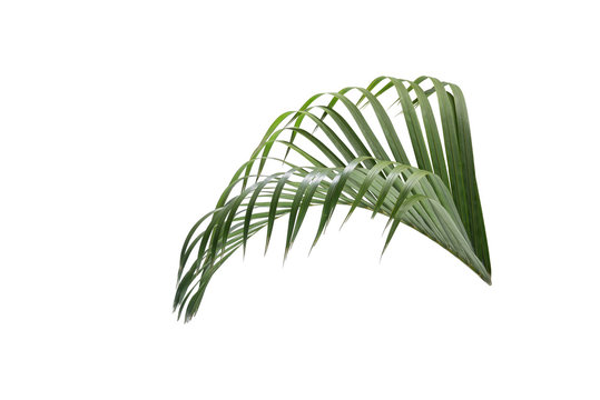 Palm branch with green leaves