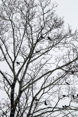 Fototapeta na wymiar pairs of Jackdaw and Hooded crow birds in tree