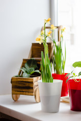 Beautiful daffodil flowers as a home plant.