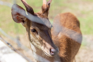 portrait of a deer