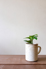 Green plant in white ceramic vase on rustic dark weathered wooden table top on white weathered wall background with empty copy space. Minimal home interior decoration concept.