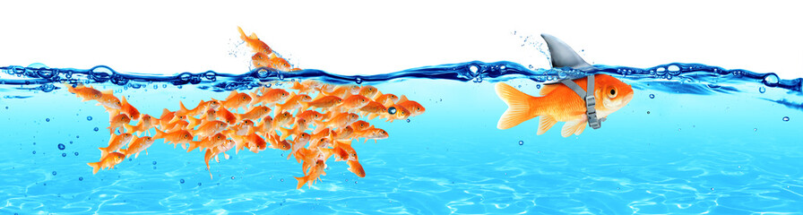 Business - Leadership And Teamwork Concept - Goldfish With Fin Shark And Followers Group Of Small...