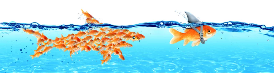 Fotobehang Business - Leadership And Teamwork Concept - Goldfish With Fin Shark And Followers Group Of Small Fishes © Romolo Tavani