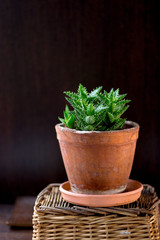 Beautiful aloe juvenna in a clay flower pot.