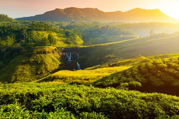 Foto op Aluminium Tea plantation and St Claire waterfall at sunrise, Sri Lanka © Anton Petrus