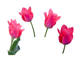 Pink tulips close up