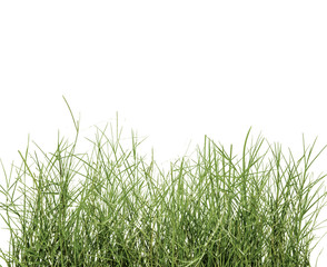 Spring fresh green grass