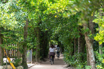 備瀬のフクギ並木