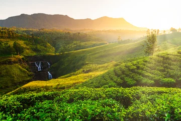 Foto op Aluminium Tea plantation and St Claire waterfall at sunrise, Sri Lanka © Anton Petrus
