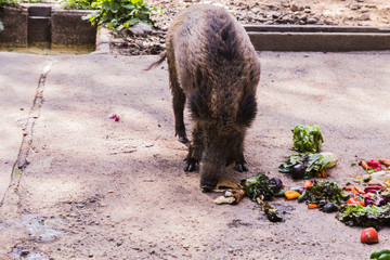 several jabalies eating fruits and vegetables