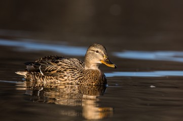Weibliche Stockente auf einem Teich 