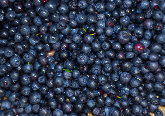 Fresh blueberry background. A lot of berries macro photo