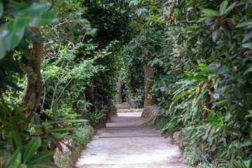 備瀬のフクギ並木