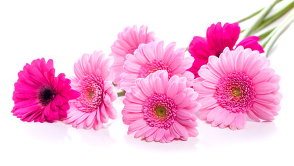 Gerbera flowers. Bouquet of pink flowers on a white background. Isolate on white background