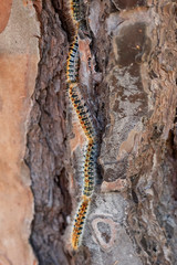 Pine processionary going down by bark of pine tree