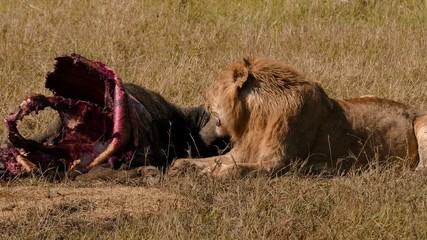 East african lion protecting his cape buffalo prey