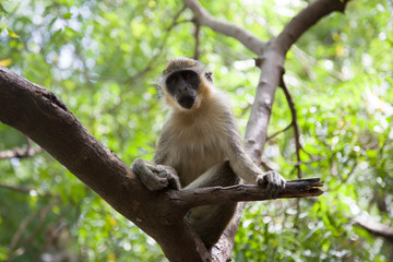  A monkey sitting on the knees.