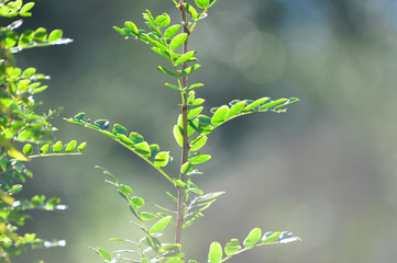 Acacia leaves and branches in summer sunshine