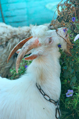 White goat eating flowers blooming in garden