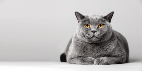 Happy cat laying on the floor.
