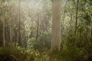 White eucalypt trunk in a green woodland