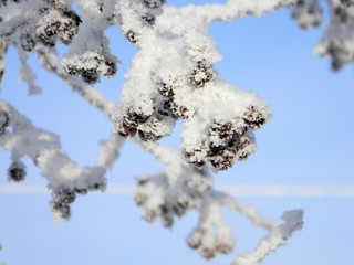 frozen apple tree with small apples