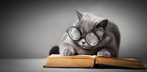 Funny cat in big glasses reading book.