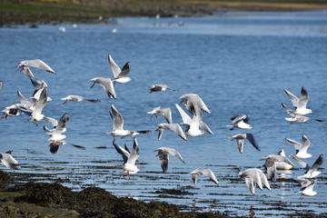 envol de mouettes