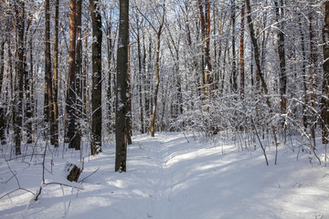 Winter nature