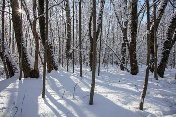 Winter nature