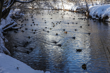 Ducks