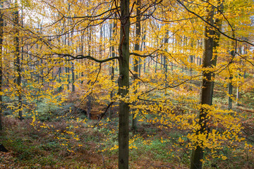 Beech trees woodland with autumnal colors