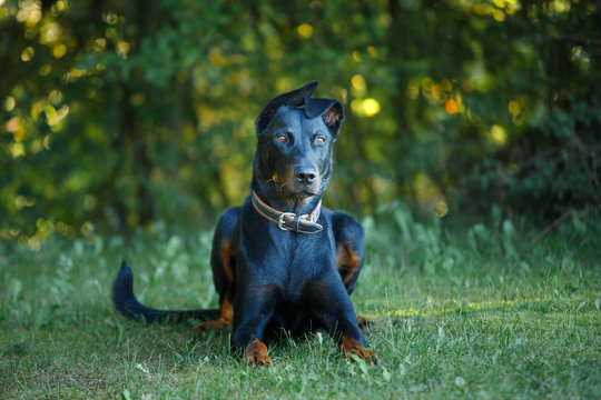 black and tan Doberman pintcher laying outside