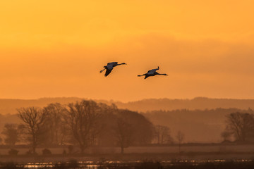 birds in flight