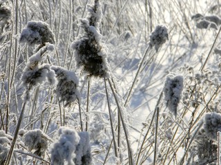 winter reed