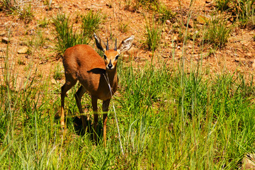 Lone Steenbok staring curiously at the cameraman