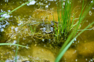 Frog sits in the water among aquatic plants. On both sides of the wide open eyes are huge inflated air bubbles. Close-up. Frog in natural habitat.