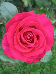 Roses