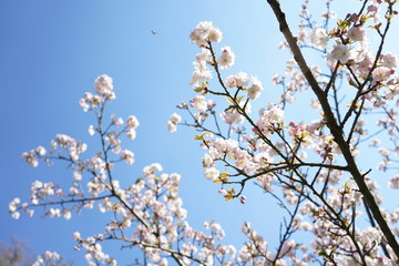 cherry tree blossom