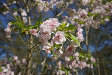apple blossom on tree in spring 