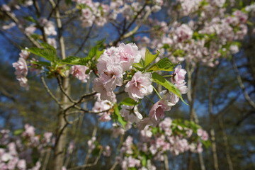 apple blossom in spring