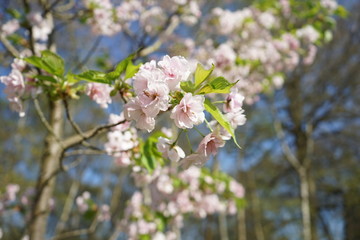 apple blossom on tree in spring