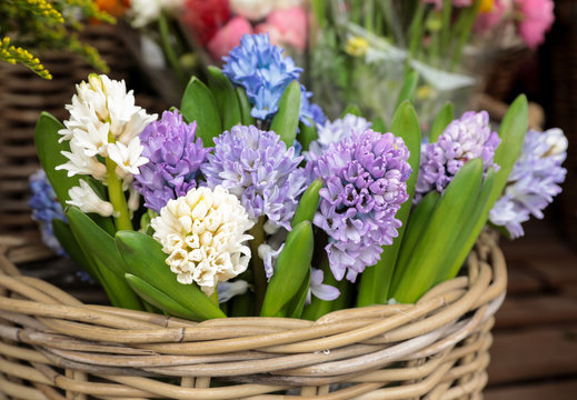 Springtime. Beautiful hyacinth flowers in white, violet, blue colors in a wicker basket for sale in a flower garden shop.