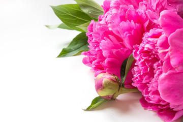 Bouquet of romantic pink peony flowers on white. Copy space.