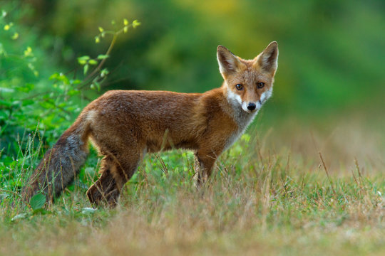 Rotfuchs - Vulpes vulpes